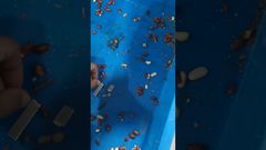 تكنولوجيا يونيكومب - اختبار الفول السوداني بالأشعة السينية للطعام